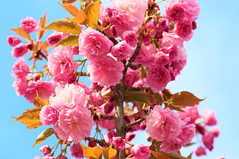 Pink Cherry Blossoms Against Blue Sky