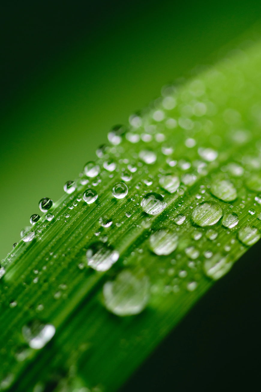 Macro Photography of Water Droplets on Green Leaf