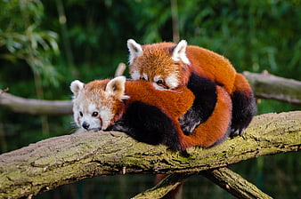 Two Red Pandas Resting Together on a Tree Branch
