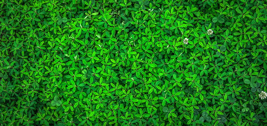 Top View of Green Clover Leaves and White Flowers