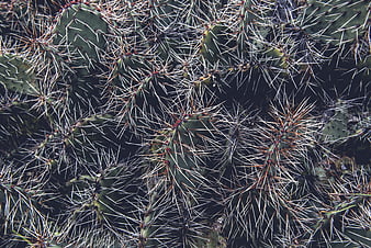 Close-up of Prickly Pear Cactus Pads with Sharp Spines