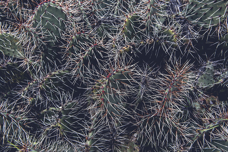 Close-up of Prickly Pear Cactus Pads with Sharp Spines