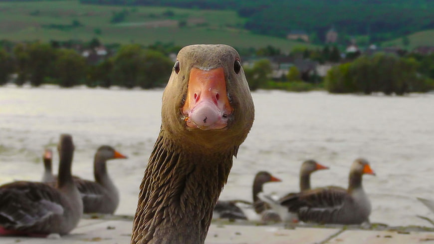 Close-up portrait of a curious goose with orange beak