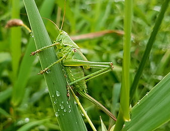 Green Katydid Insect on Wet Grass Blade