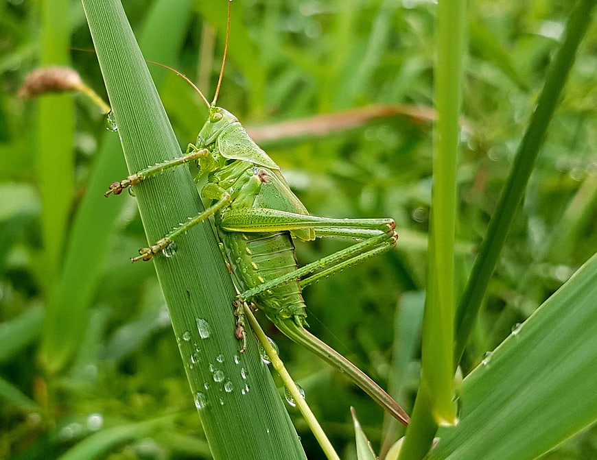 Green Katydid Insect on Wet Grass Blade