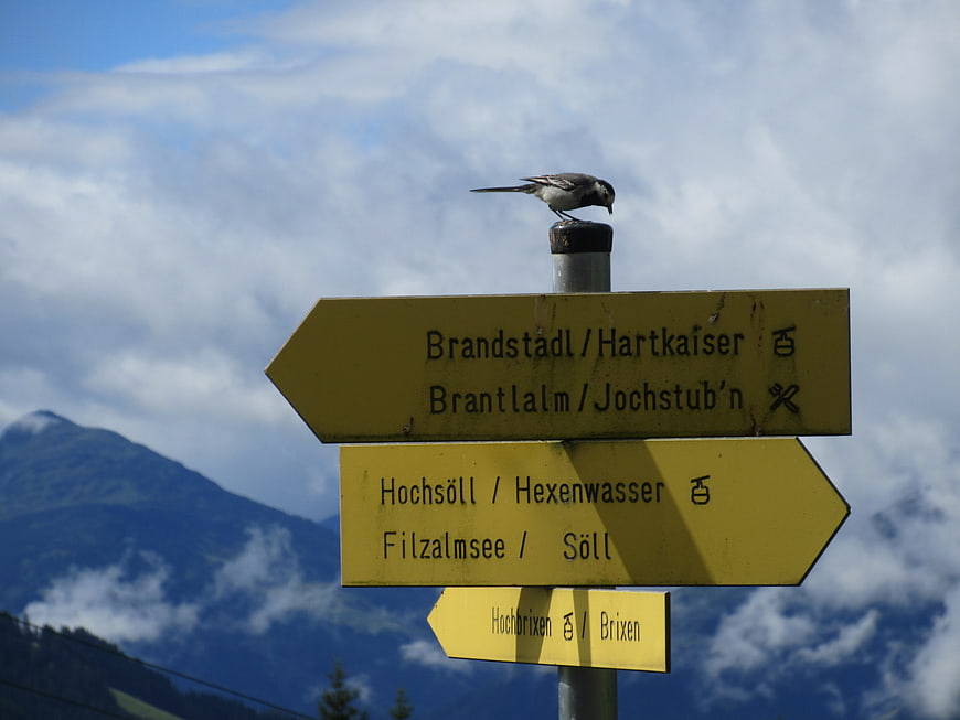 Bird perched on yellow hiking signpost in Austrian Alps