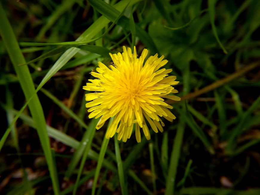 Close-up of a bright yellow dandelion flower in green grass