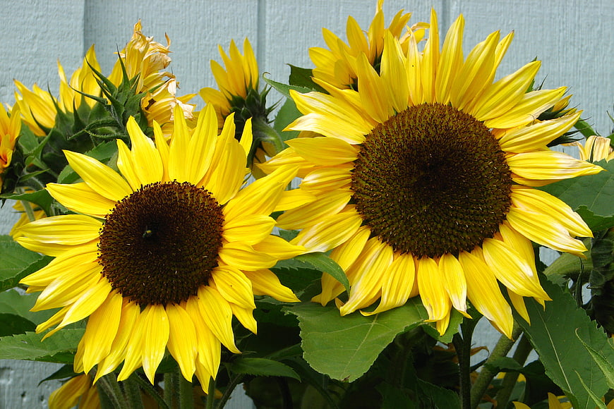 Vibrant yellow sunflowers blooming against a light blue wall