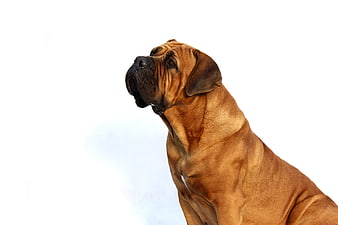 Portrait of a Fawn Dog on White Background