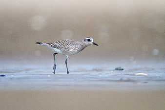 Spotted Plover Bird Walking on Wet Sandy Beach Shore