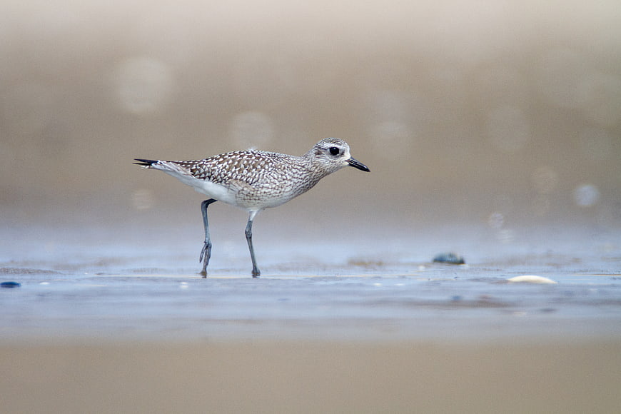 Spotted Plover Bird Walking on Wet Sandy Beach Shore