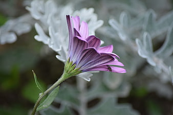 Purple Osteospermum Flower with Silver Foliage Background