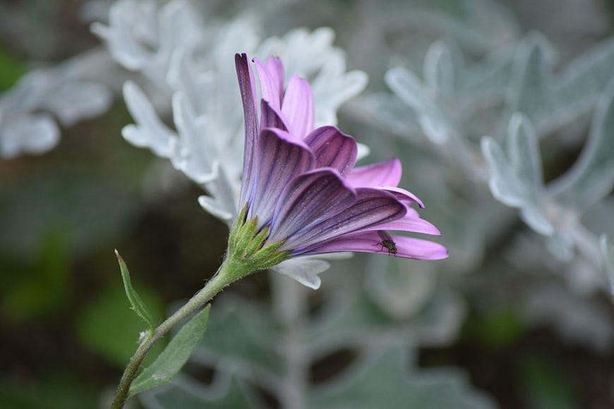 Purple Osteospermum Flower with Silver Foliage Background
