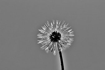Black and white close-up of a dandelion seed head