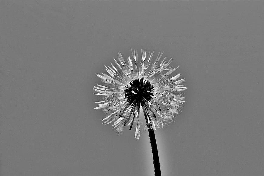Black and white close-up of a dandelion seed head