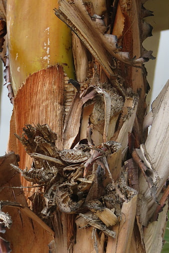 Close-up texture of dried palm tree trunk bark