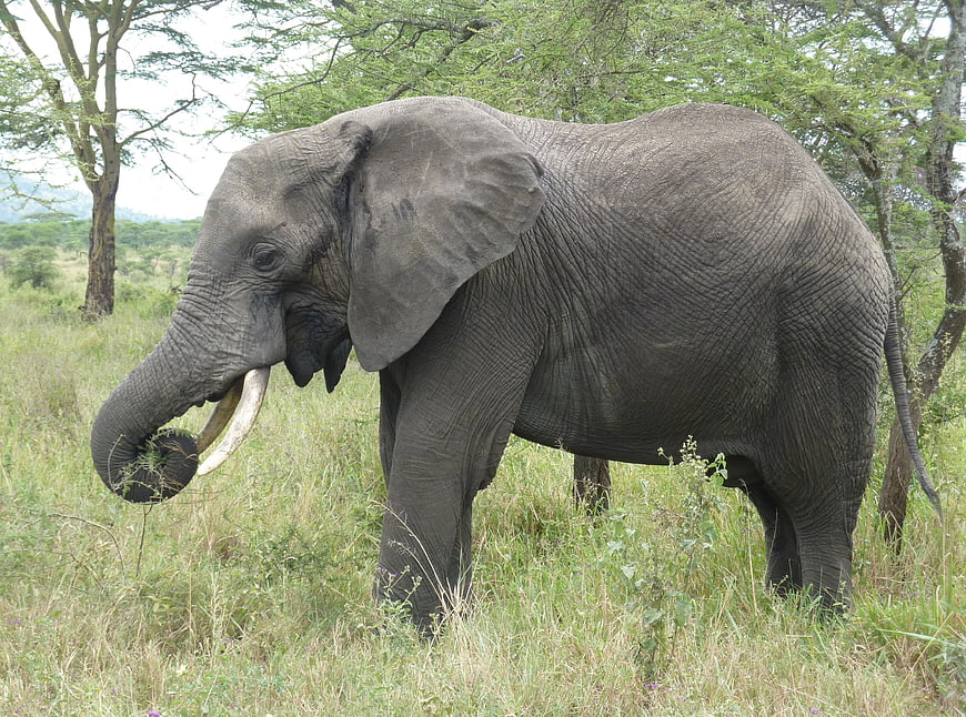 African Elephant Grazing in Savanna Grassland