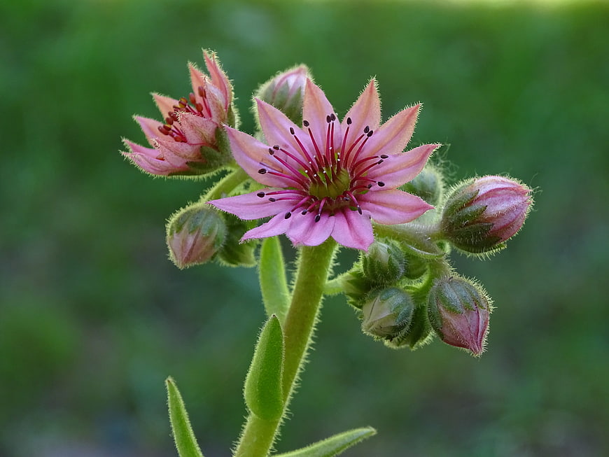 Close-up of pink Hylotelephium flower with green buds
