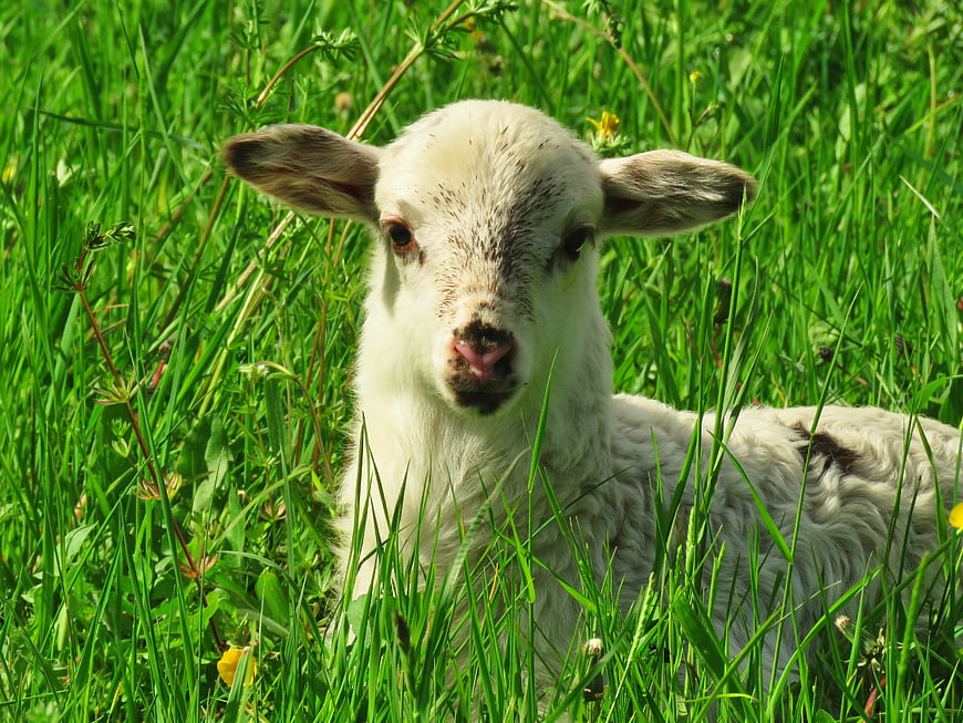 Cute white lamb resting in green grass meadow