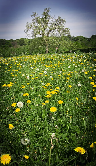 Vibrant Dandelion Meadow with Solitary Tree in Spring