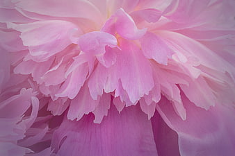 Close-up of Soft Pink Peony Petals with Dreamy Texture