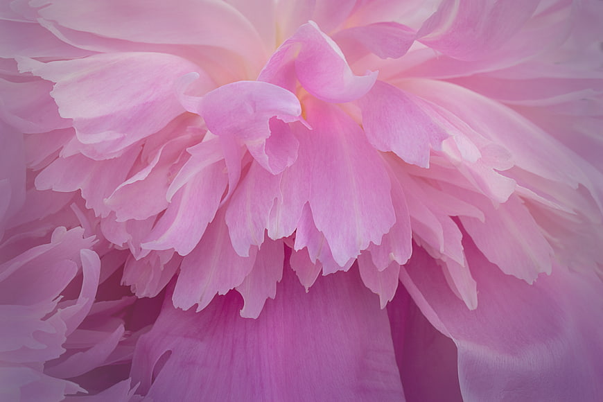Close-up of Soft Pink Peony Petals with Dreamy Texture