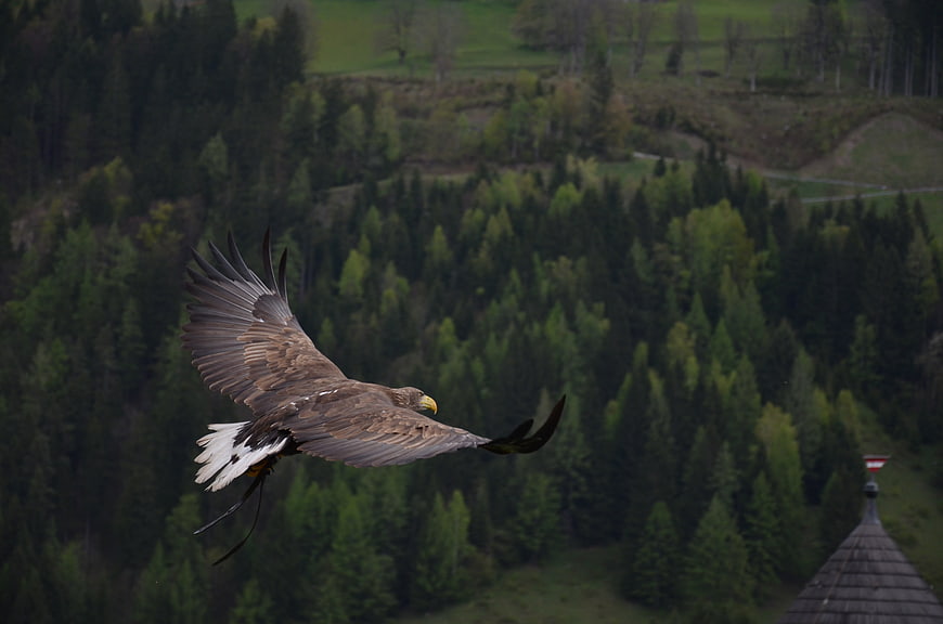 White-tailed Eagle Soaring Over Forested Mountain Landscape