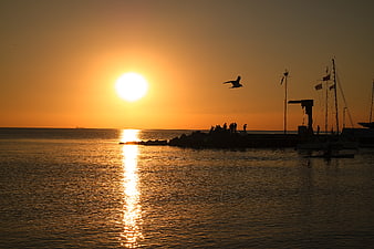 Silhouetted Seagull Flying Over Harbor at Golden Sunset