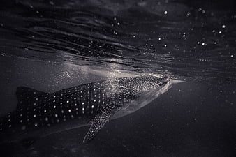 Black and white whale shark swimming underwater near surface