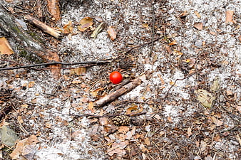 Red tomato on sandy forest floor with pinecones