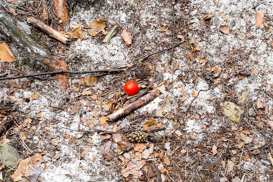 Red tomato on sandy forest floor with pinecones