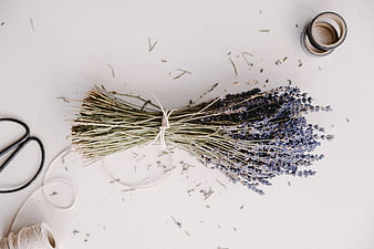 Flat lay of dried lavender bouquet with crafting tools on white background