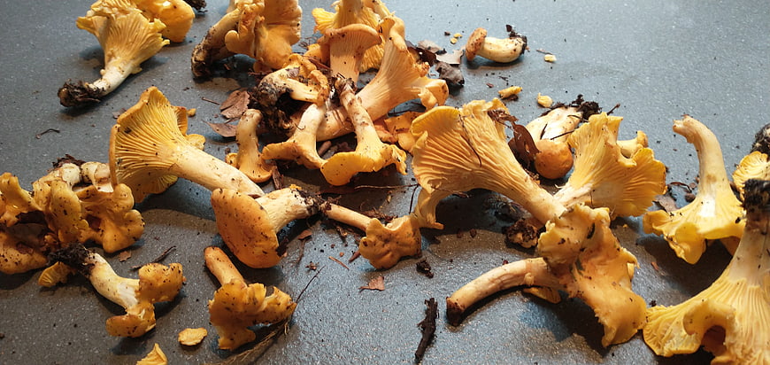 Freshly foraged chanterelle mushrooms on a gray surface