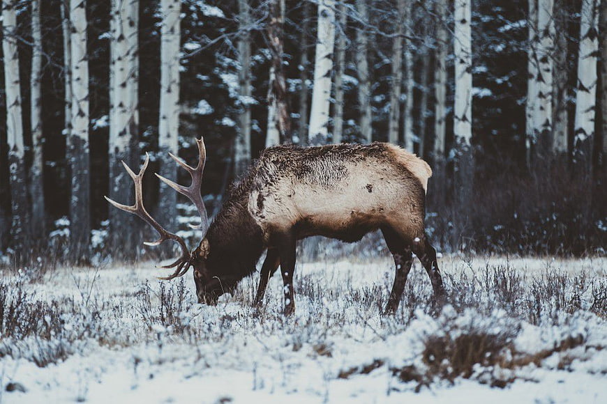 Elk Grazing in Snowy Birch Forest