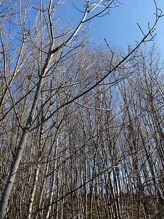 Bare tree branches against a clear blue winter sky