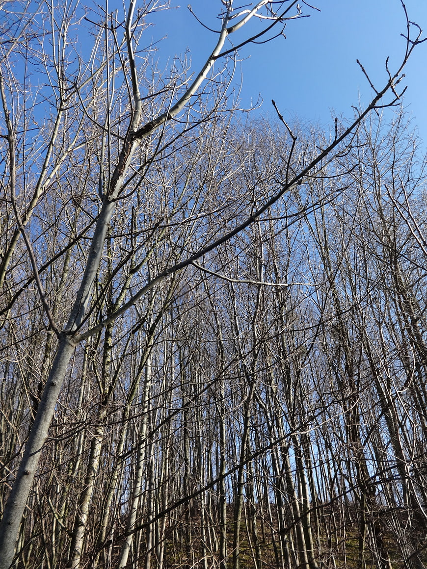 Bare tree branches against a clear blue winter sky