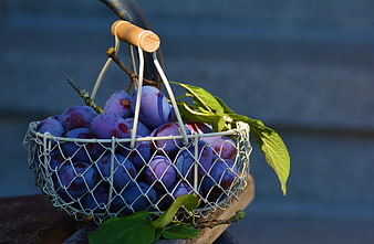 Fresh purple plums in a wire basket with green leaves