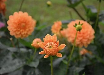 Close-up of vibrant orange dahlia flowers in a garden