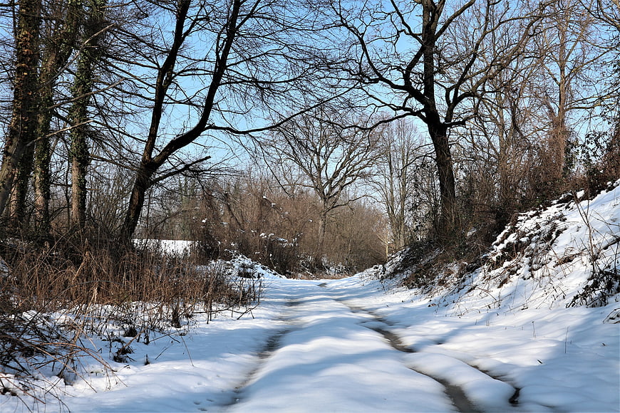 Snowy Forest Path with Bare Trees and Blue Sky
