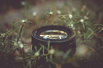 Camera lens resting in green rosemary plants