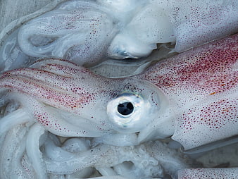 Close-up of fresh squid with red spots and large eye