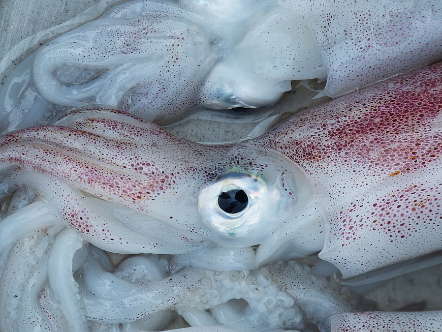 Close-up of fresh squid with red spots and large eye