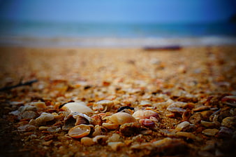 Close-up of seashells on sandy beach with blurred ocean background