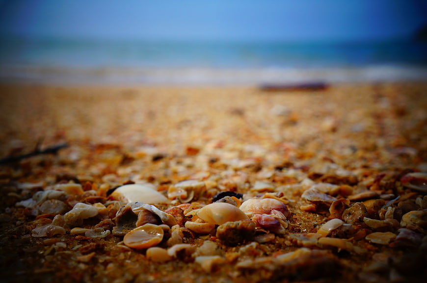 Close-up of seashells on sandy beach with blurred ocean background