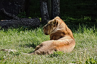 Lioness resting in grassy field with trees