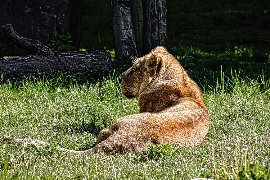 Lioness resting in grassy field with trees