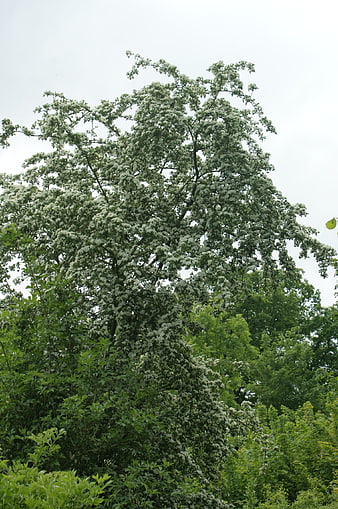 Tall flowering tree with white blossoms in lush green forest