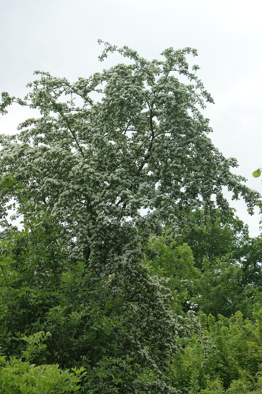 Tall flowering tree with white blossoms in lush green forest