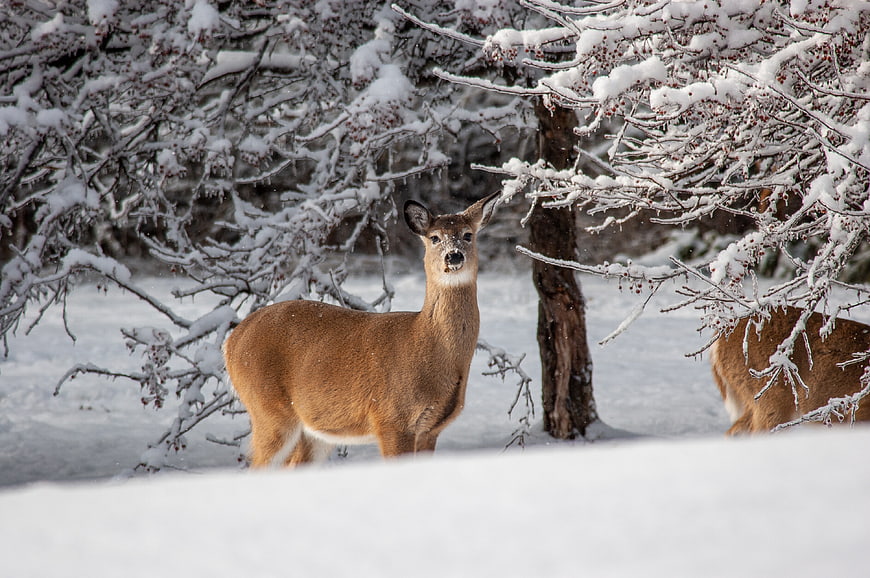 White-tailed deer buck standing in snowy winter forest