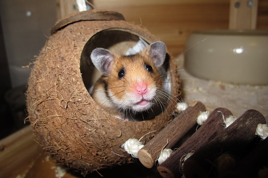 Cute Hamster Peeking Out of Coconut Shell House
